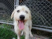 Cachorro ra a mix POODLE idade 1 ano nome Tony