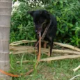 Joselito