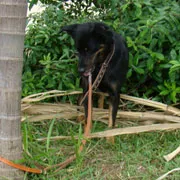 Cachorro ra a SRD idade 6 ou mais anos nome Joselito