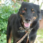 Cachorro raça SRD idade 6 ou mais anos nome Joselito