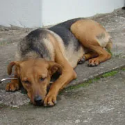 Cachorro raça SRD idade 4 anos nome Samantha