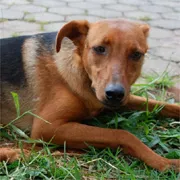 Cachorro raça SRD idade 4 anos nome Samantha