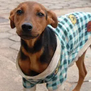 Cachorro raça SRD idade 4 anos nome Samantha