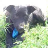 Cachorro ra a SRD idade 4 anos nome Gigio