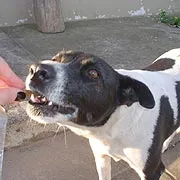 Cachorro raça SRD idade 6 ou mais anos nome Jezebel