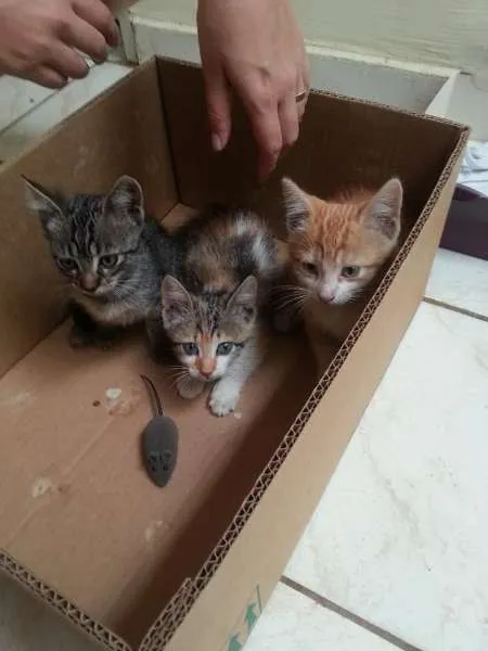 Gato ra a  idade Abaixo de 2 meses nome Atena, Princesa Lei