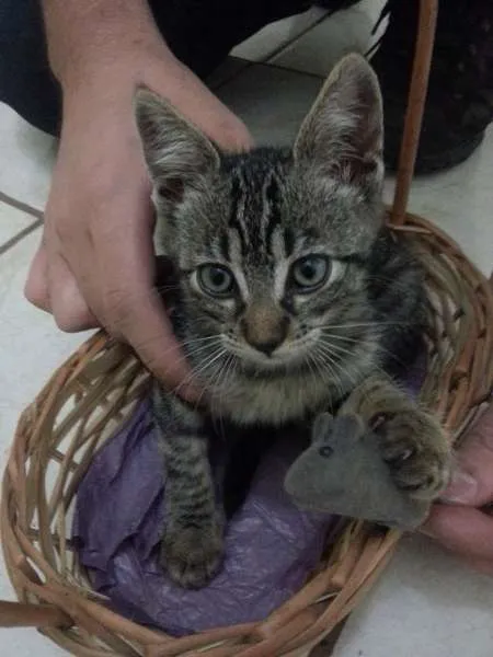 Gato ra a  idade Abaixo de 2 meses nome Atena, Princesa Lei