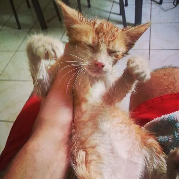 Gato ra a  idade Abaixo de 2 meses nome Atena, Princesa Lei