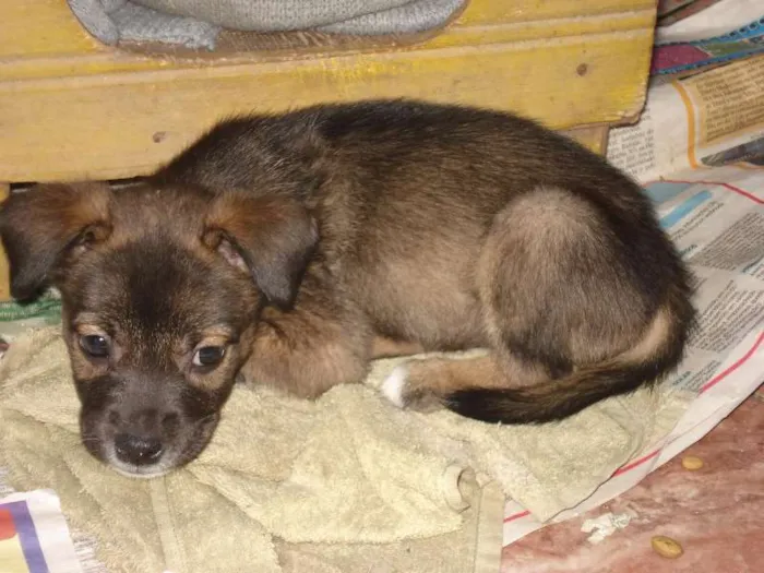 Cachorro raça SRD idade 2 a 6 meses nome sem nomes