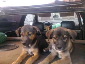 Cachorro raça SRD idade 2 a 6 meses nome sem nomes