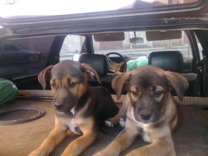 Cachorro raça SRD idade 2 a 6 meses nome sem nomes