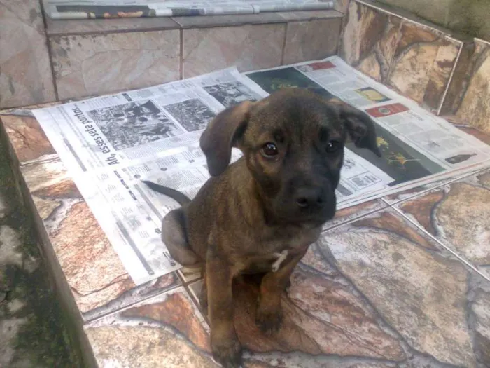 Cachorro raça SRD idade 2 a 6 meses nome sem nomes
