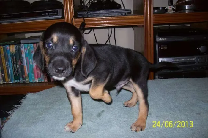 Cachorro ra a SRD idade Abaixo de 2 meses nome SEM NOME
