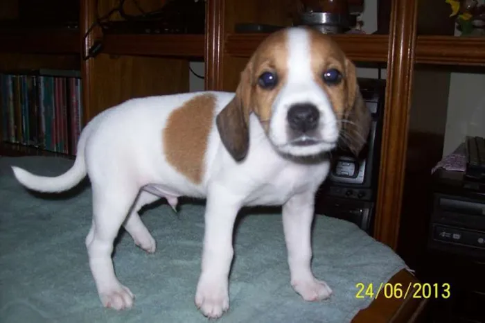 Cachorro ra a SRD idade Abaixo de 2 meses nome SEM NOME