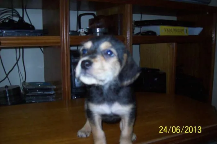 Cachorro ra a SRD idade Abaixo de 2 meses nome SEM NOME