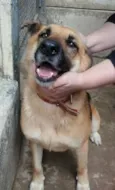 Lalá