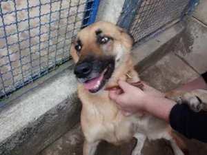 Cachorro raça Mix Pastor idade 6 ou mais anos nome Lalá