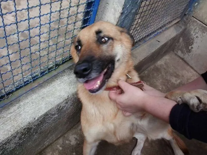 Cachorro ra a Mix Pastor idade 6 ou mais anos nome Lalá