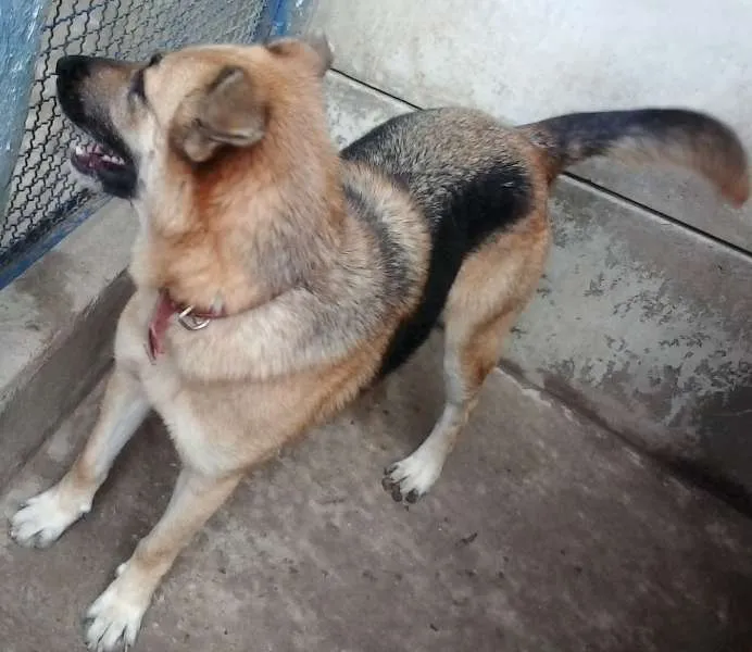 Cachorro ra a Mix Pastor idade 6 ou mais anos nome Lalá