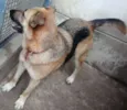 Lalá