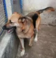 Lalá