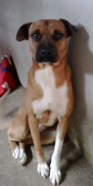 Cachorro ra a srd idade 4 anos nome bernardo