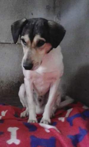 Cachorro raça Srd idade  nome Tob