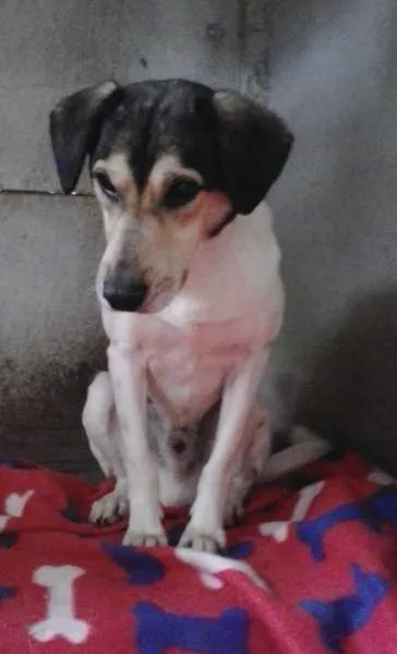 Cachorro ra a Srd idade  nome Tob