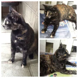 Gato raça SRD idade 1 ano nome Malú
