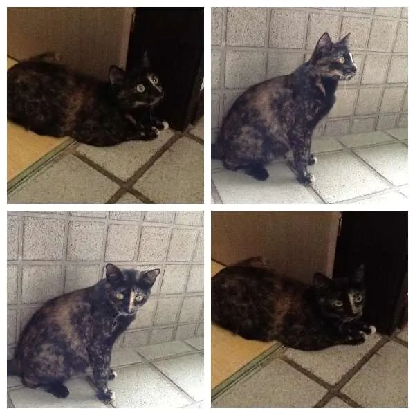 Gato ra a SRD idade 1 ano nome Malú