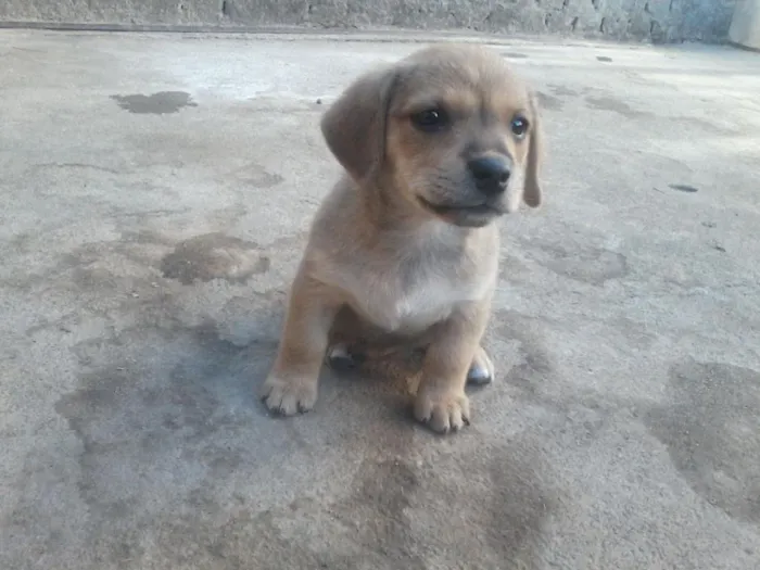 Cachorro raça mestiça a basse idade Abaixo de 2 meses nome filhote