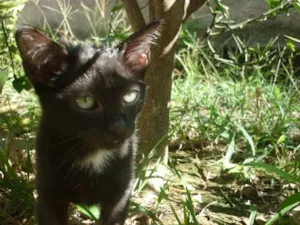 Gato raça SRD idade 2 a 6 meses nome MIA