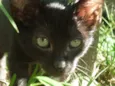 MIA