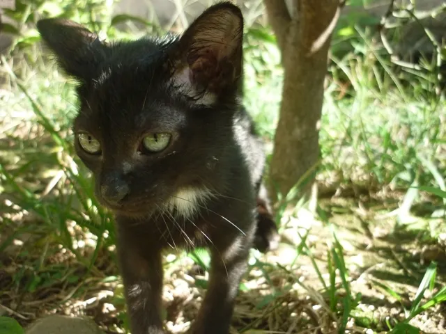 Gato ra a SRD idade 2 a 6 meses nome MIA