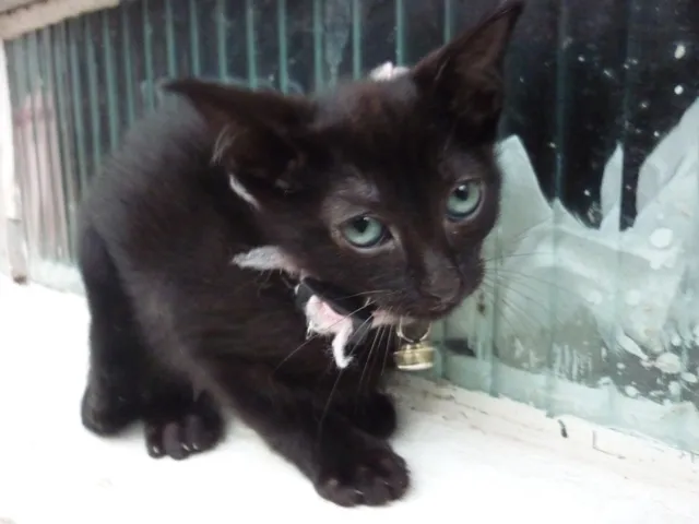 Gato ra a SRD idade 2 a 6 meses nome MIA