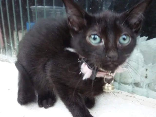 Gato ra a SRD idade 2 a 6 meses nome MIA