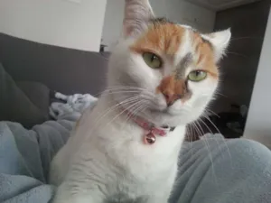 Gato raça SRD idade 1 ano nome CHANEL