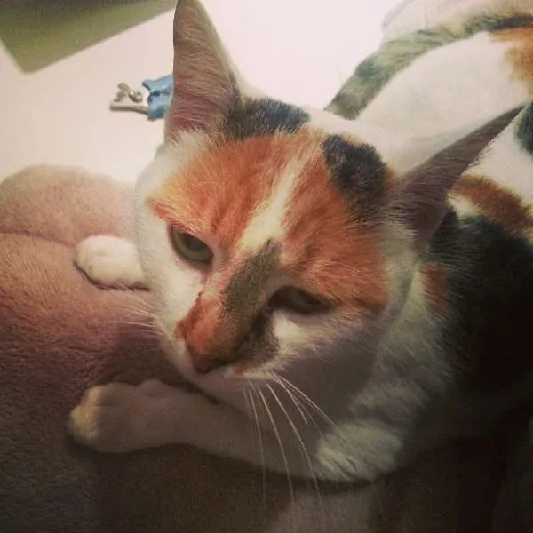 Gato ra a SRD idade 1 ano nome CHANEL