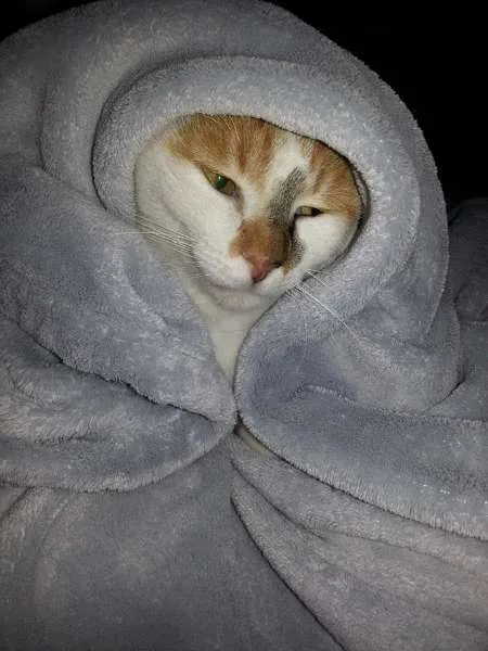 Gato ra a SRD idade 1 ano nome CHANEL