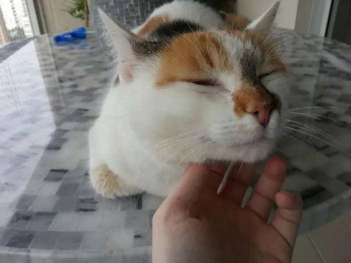 Gato ra a SRD idade 1 ano nome CHANEL