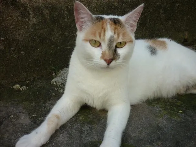 Gato ra a SRD idade 1 ano nome CHANEL