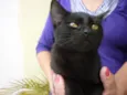 BONI