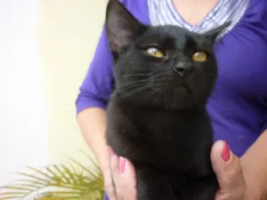 Gato raça SRD idade 2 a 6 meses nome BONI