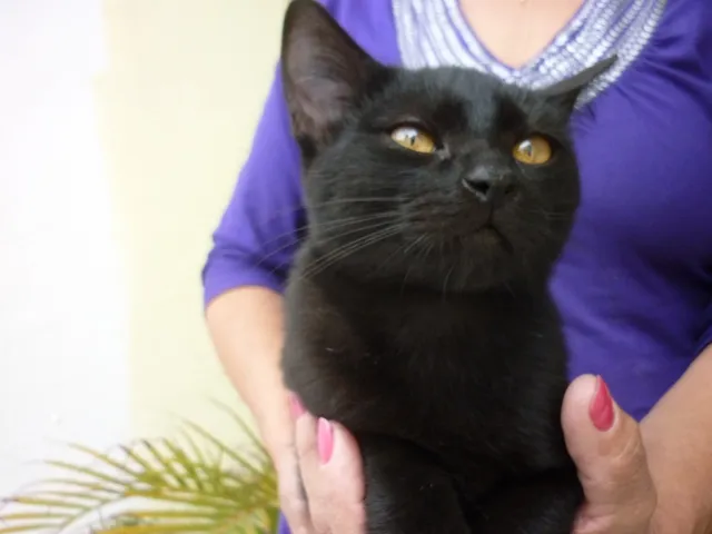 Gato ra a SRD idade 2 a 6 meses nome BONI
