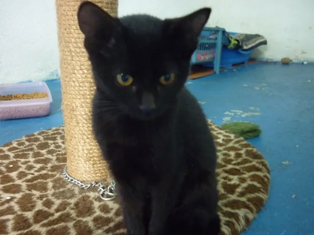 Gato ra a SRD idade 2 a 6 meses nome BONI