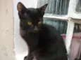 BONI