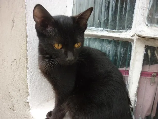 Gato ra a SRD idade 2 a 6 meses nome BONI