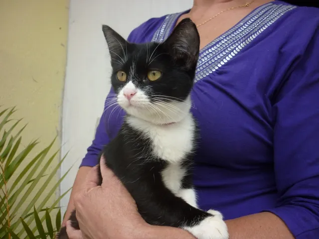 Gato ra a SRD idade 2 a 6 meses nome SONINHA