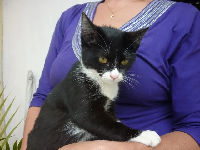 Gato ra a SRD idade 2 a 6 meses nome SONINHA