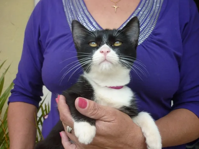 Gato ra a SRD idade 2 a 6 meses nome SONINHA